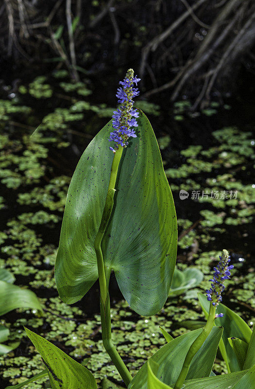 Pontederia cordata，俗称pickerelweed(美国)或pickerelweed(英国)，是一种原产于美洲大陆的单子叶水生植物。开塞钻沼泽奥杜邦保护区。佛罗里达。Pontederiaceae